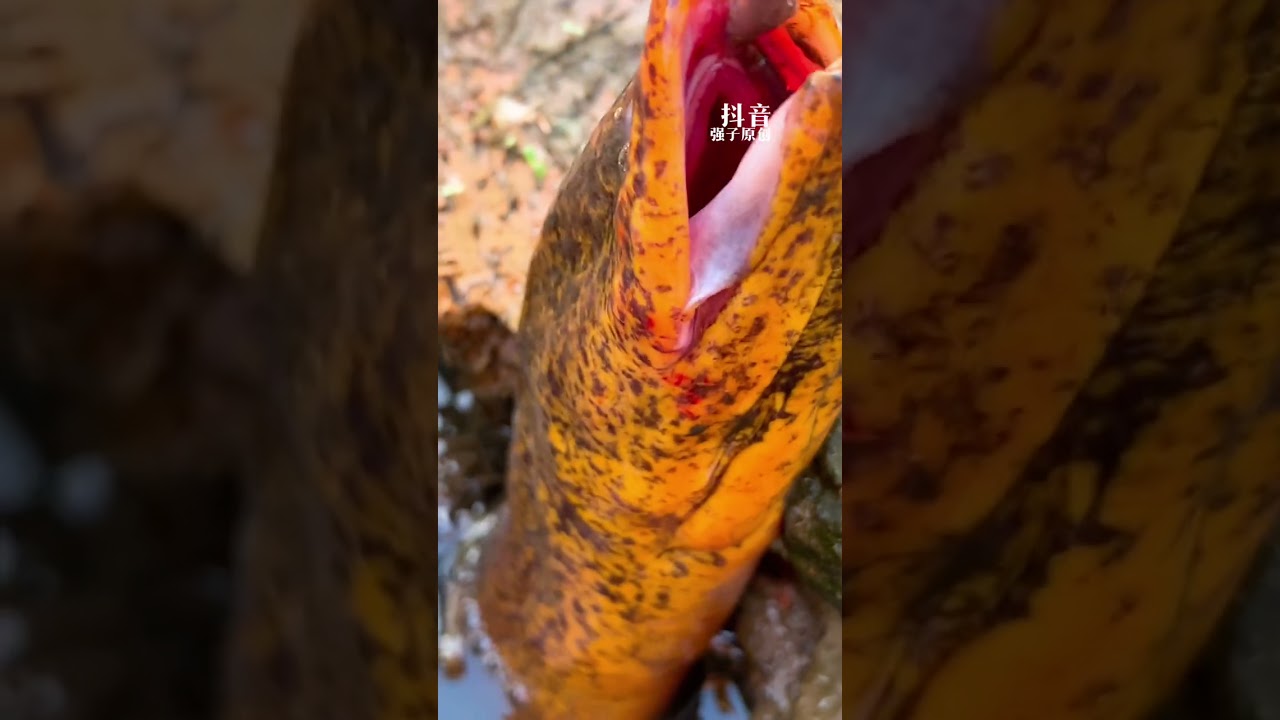 Fishing eel Luzhou Qiangzi 