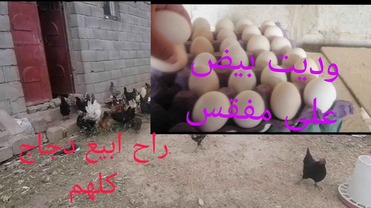 الدجاج مزرعه كلهم للبيع وراح ابدي بمشروع جديد