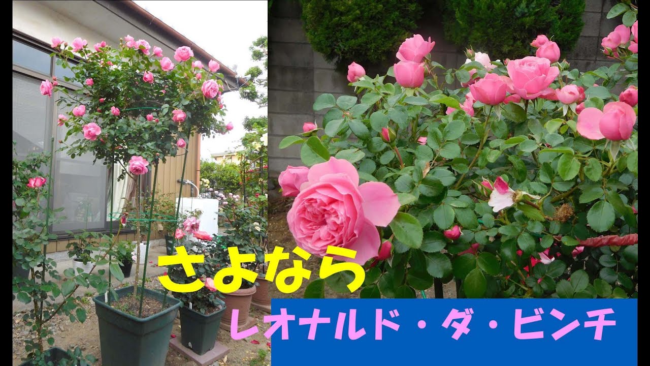 さよらな　レオナルド・ダ・ビンチ