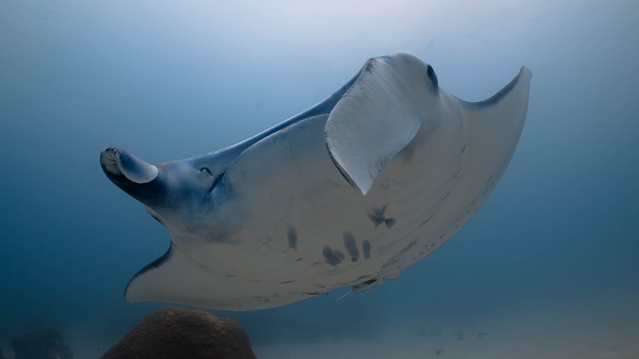 Palau Rock Islands - Diving in 4K UHD