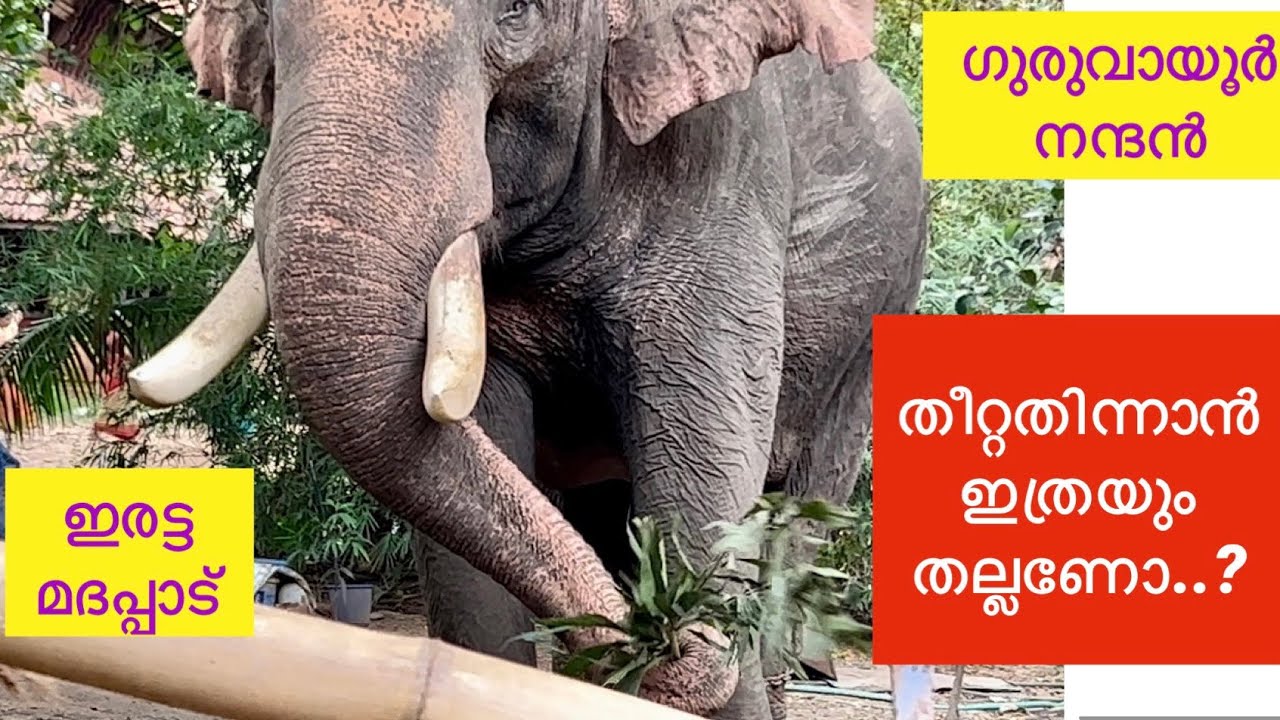 Guruvayur Nandan തീറ്റ തിന്നാൻ ഇത്രയും തല്ലണോ..#vmpradeepmedia