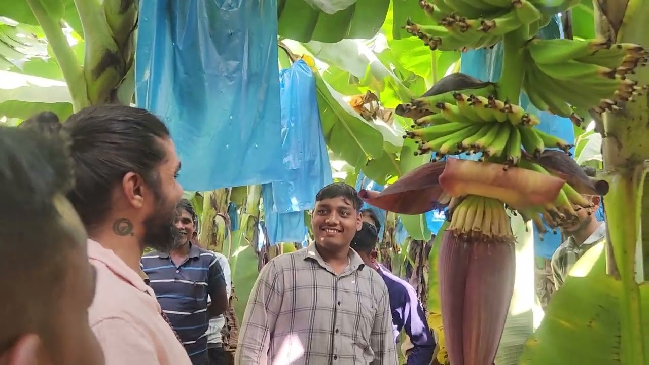 5278- Bkisan Banana G-9+ केला खेती गुजरात की 7697438222
