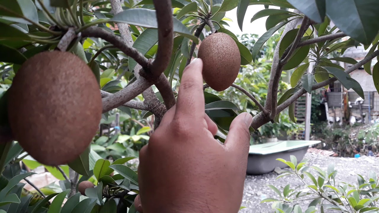 perbedaan buah sawo jumbo vietnam dan sawo lokal serta perbedaan daunnya.
