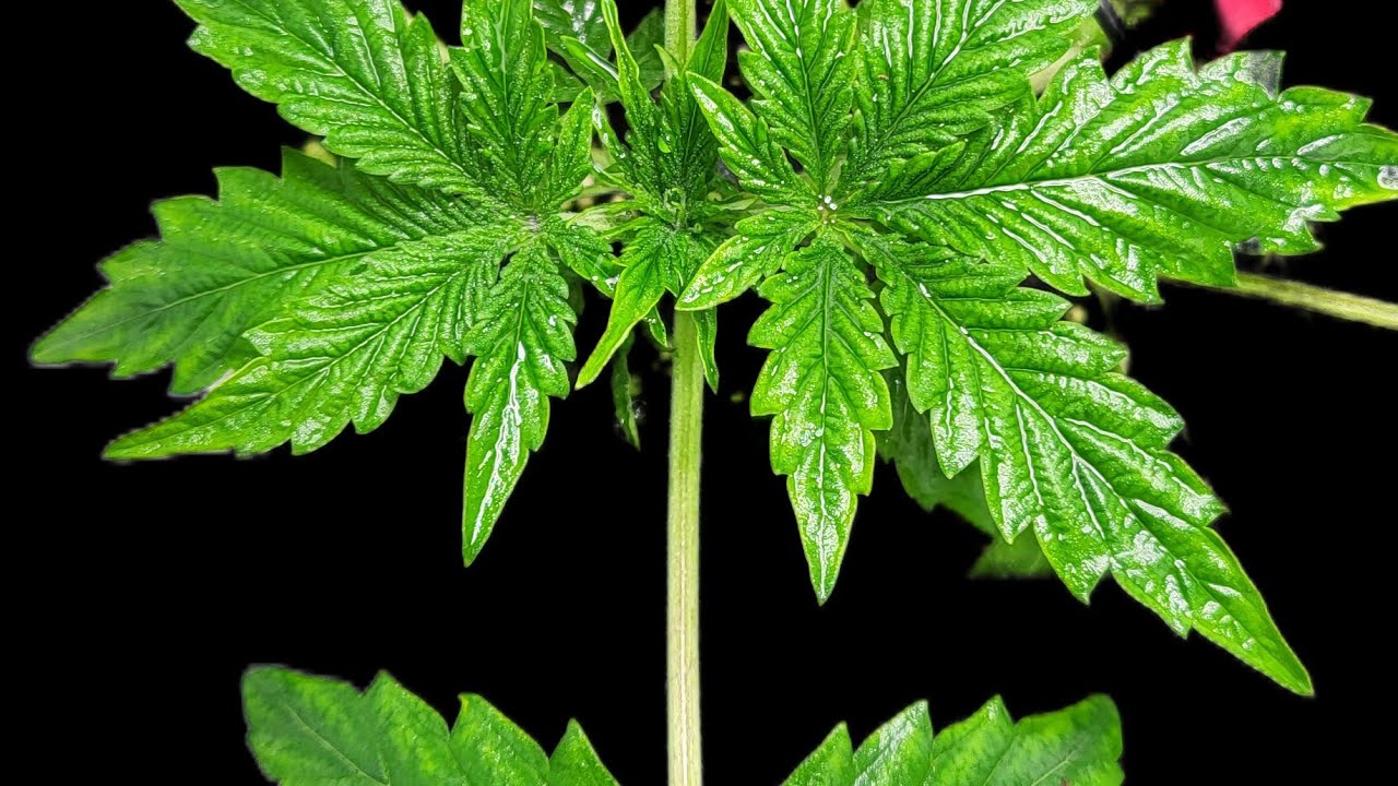 Mephisto Pink Panama auto 52 dzień