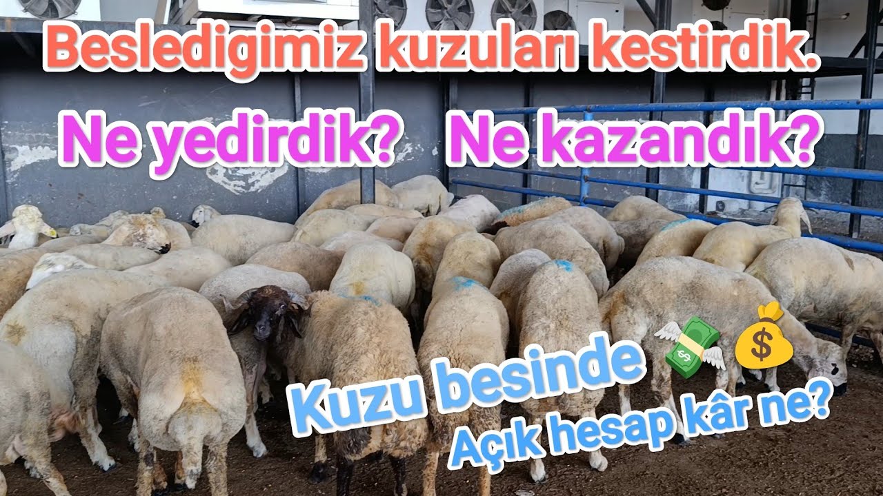 Kuzu besisinde kar, zarar, maliyet hesabı hepsi bu videoda.. Kuzular kesime gitti..