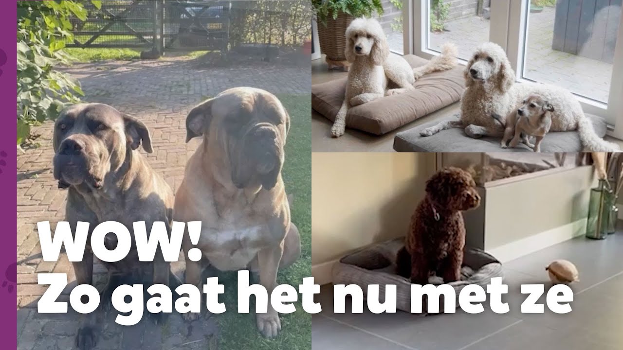 ✨ Terugblik Ron's Honden Spreekuur - DEEL 1
