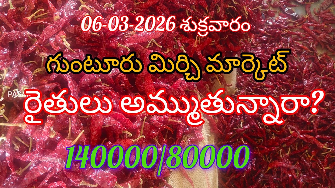 06-03-2026 శుక్రవారం గుంటూరు మిర్చి మార్కెట్ రేట్లు. Today Guntur Mirchi Market Rates 