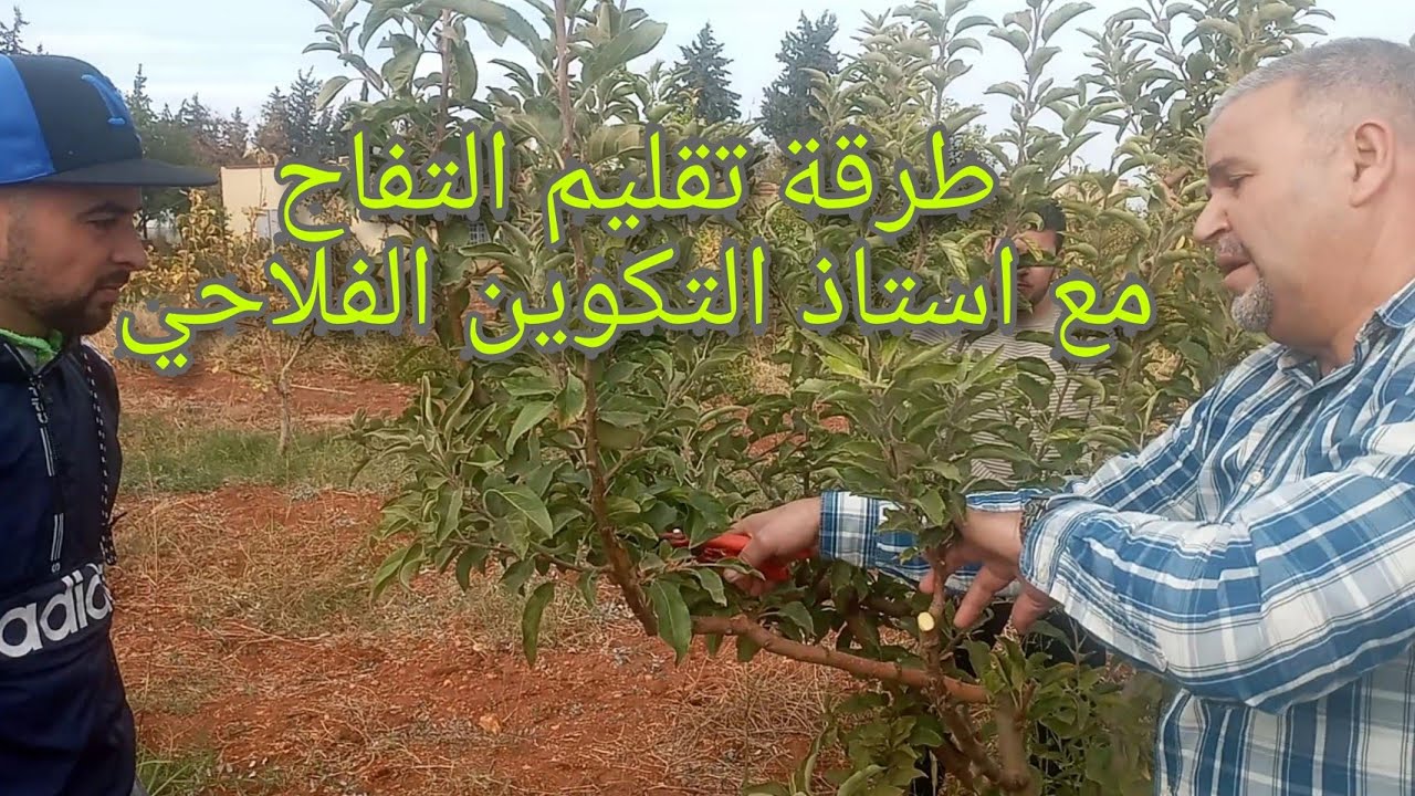 كيفية تقليم شجر التفاح مع الاستاذ كانون بالتكوين الفلاحي بودربالة اقليم الحاجب