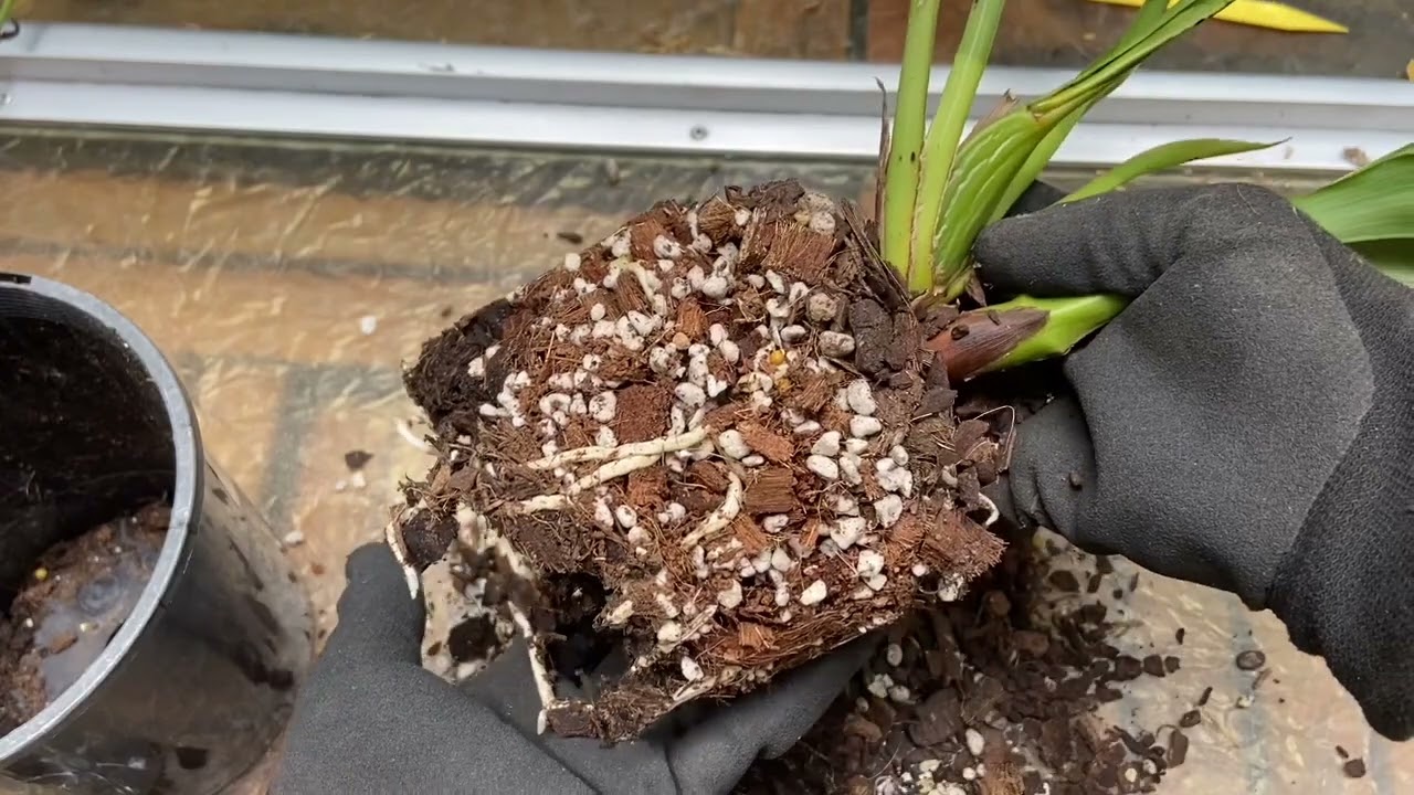 2501 知道和不知道的紫香蘭(軛瓣蘭) care tips for zygopetalum orchid