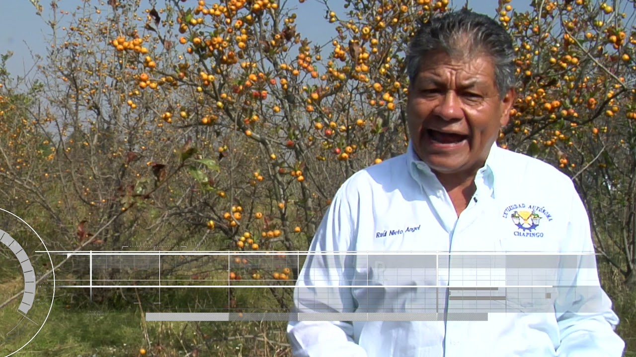 PRODUCCIÓN DE TEJOCOTE