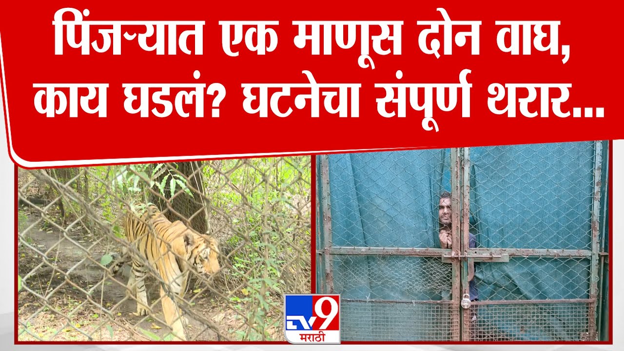 Nagpur Tiger Story | पिंजऱ्यात एक माणूस दोन वाघ, काय घडलं? घटनेचा संपूर्ण थरार...
