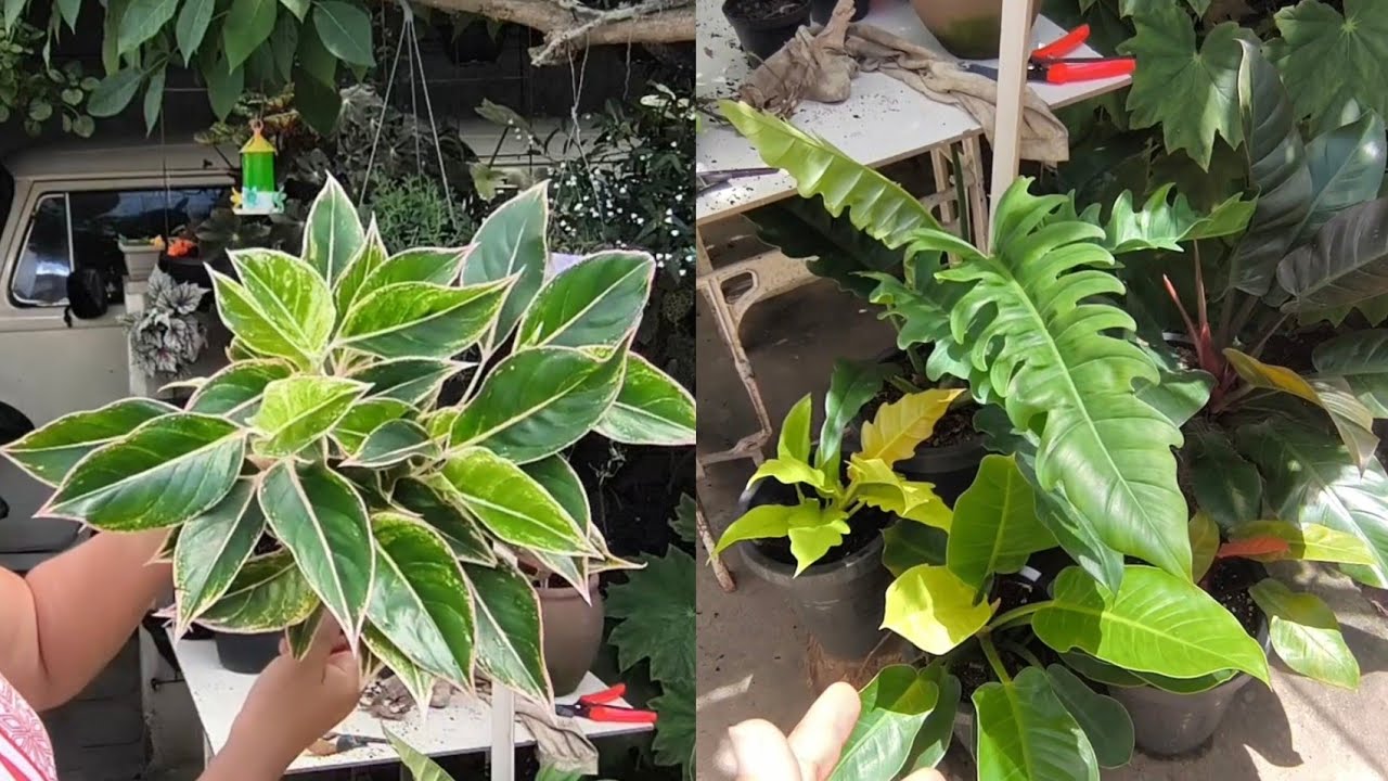  Criei um CANTINHO NOVO E REPLANTANDO O GERGAJI GOLD É UMA AGLAONEMA