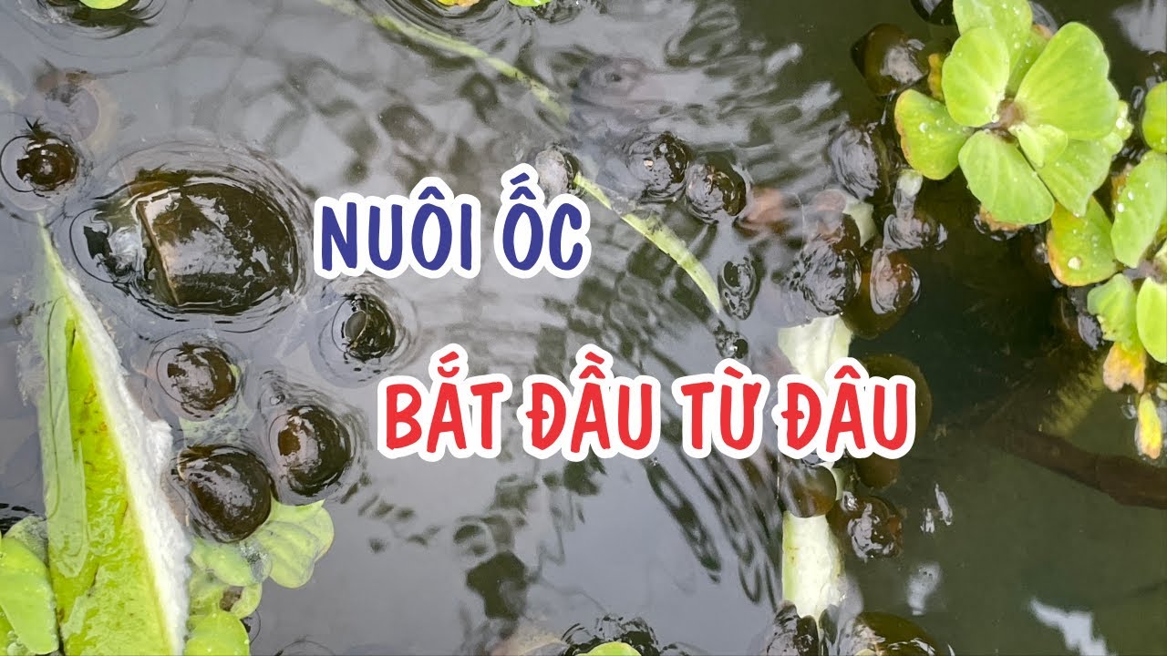MỚI TẬP NUÔI ỐC NÊN NUÔI THẾ NÀO, CHI PHÍ BAO NHIÊU || MỘT SỐ GIẢI ĐÁP CHO BÀ CON MUỐN NUÔI ỐC BƯƠU