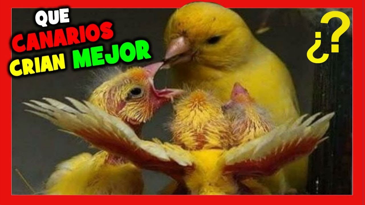 Какие канарейки легче разводить 🐤 Трюки для поднятия канарейки