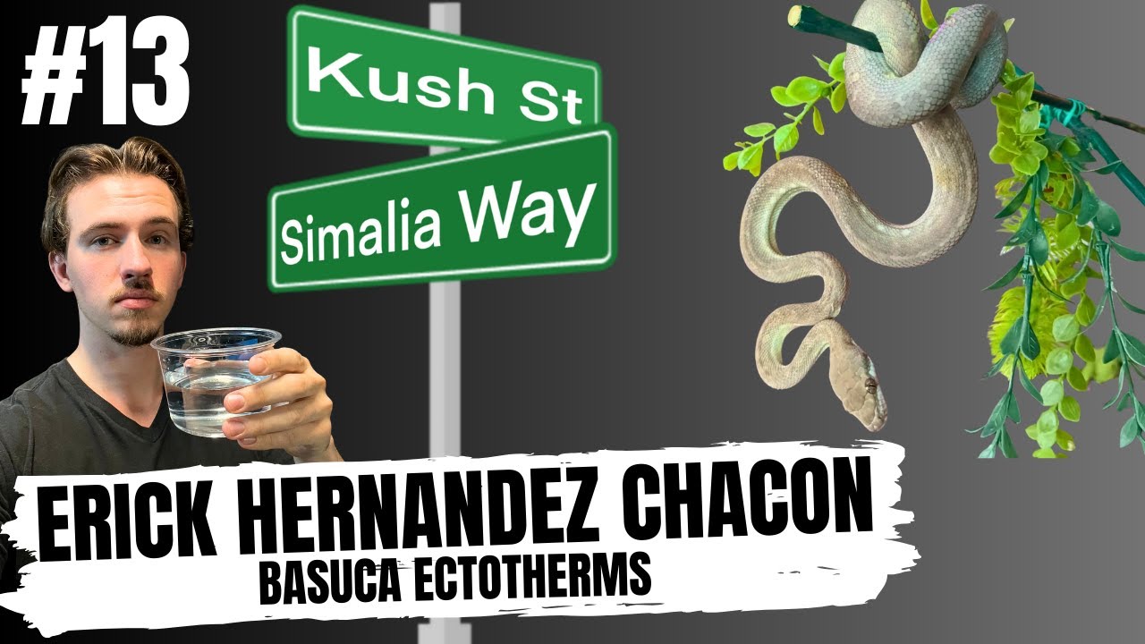 SUCCESSFULLY BREEDING TANIMBAR SCRUB PYTHONS | KUSH'S KORNER LIVE