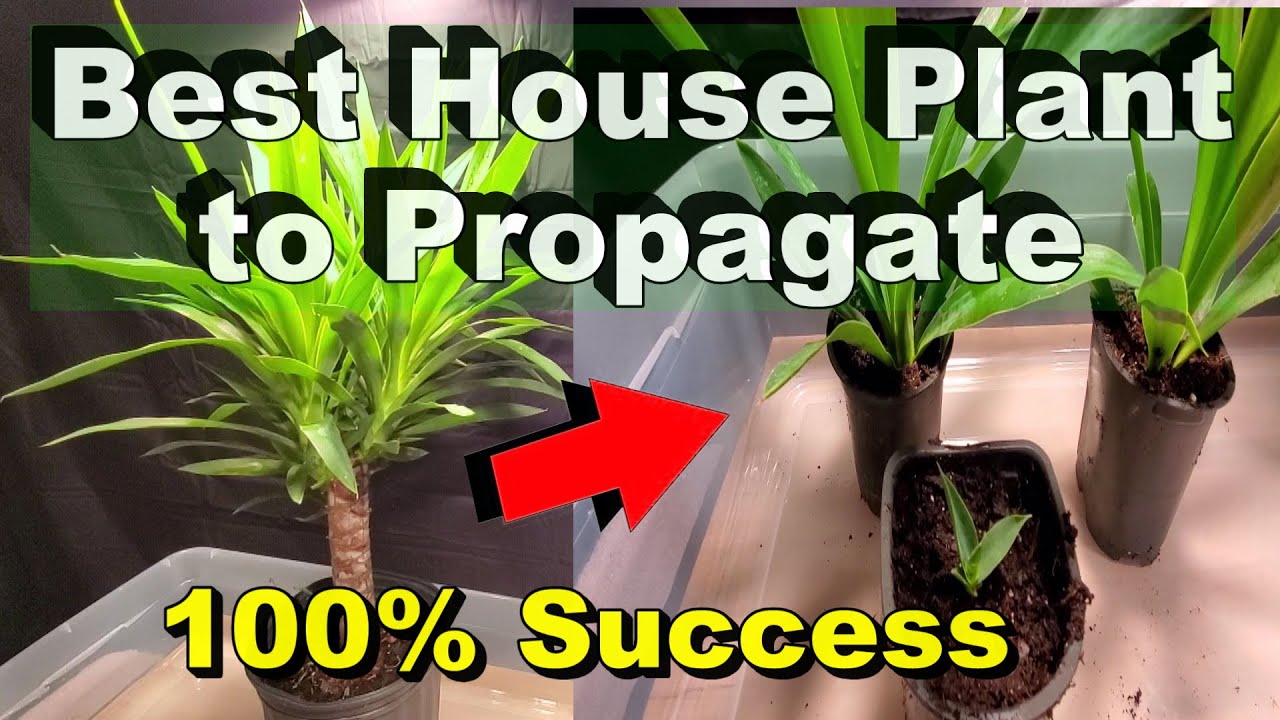 Guaranteed -100% Success - Easy to Propagate Cane Plant