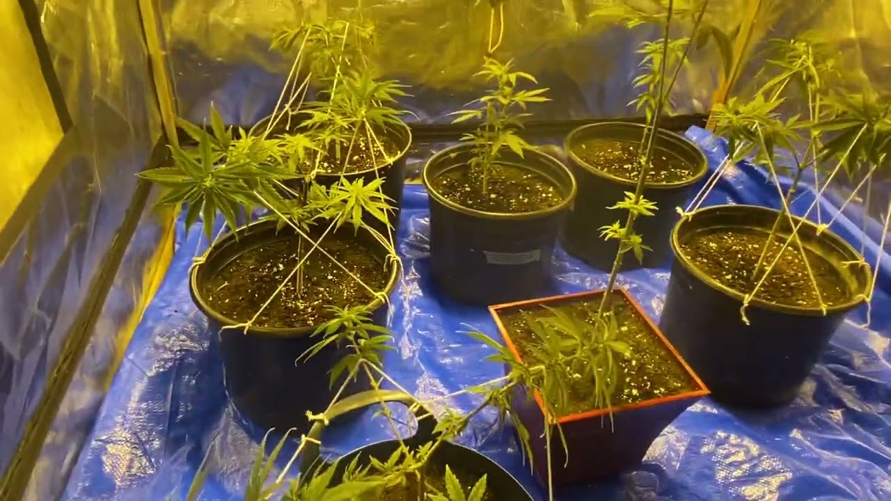 How To Top AND LST Weed Plants - The REAL Secret To Maximum Yield!!