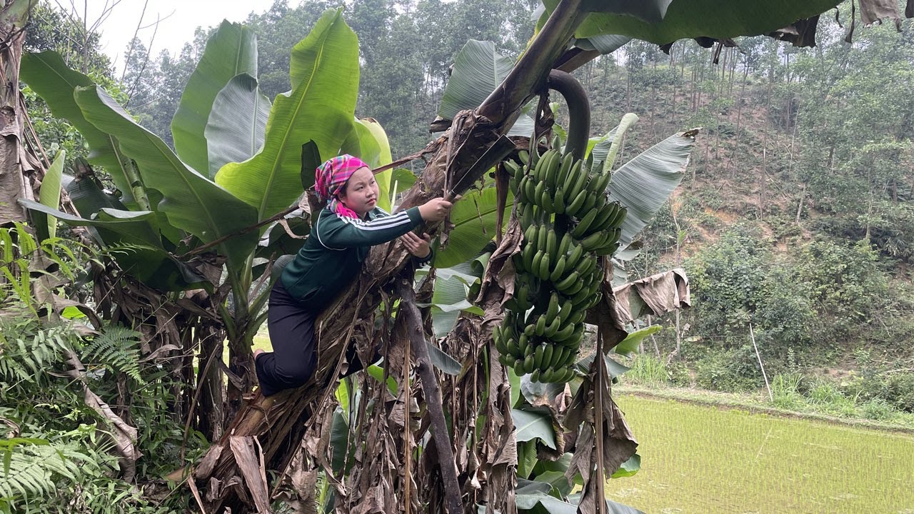 Single mother harvest bananas to sell - Catch frogs on trees to cooking - Forest life