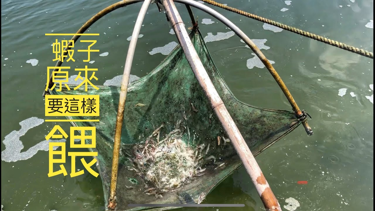 iSHRIMP 白蝦養殖，蝦子原來要這樣餵才長的快，煮蝦子的方式你煮對了嗎?