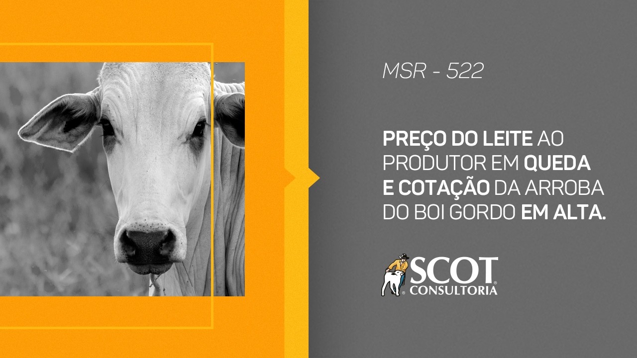Mercado Sem Rodeios - Episódio 522 - Preço do leite em queda e cotação do boi gordo em alta