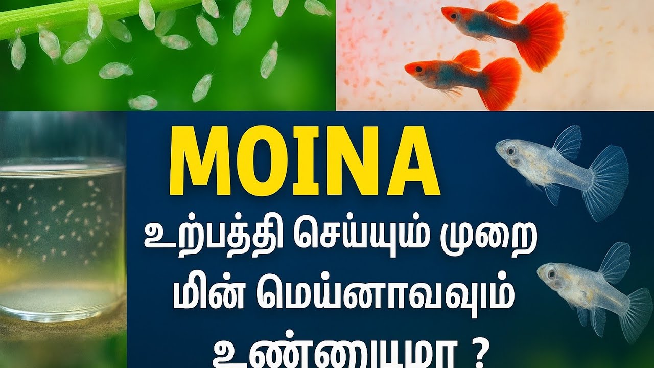 🎇Moina  எப்படி உற்பத்தி 🤔 பண்ணுறது moina culture in தமிழ் 😃 