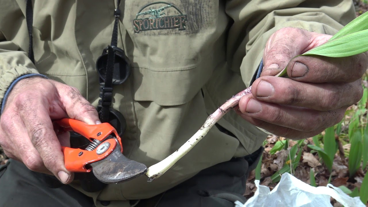 L' Ail des Bois une plante précieuse