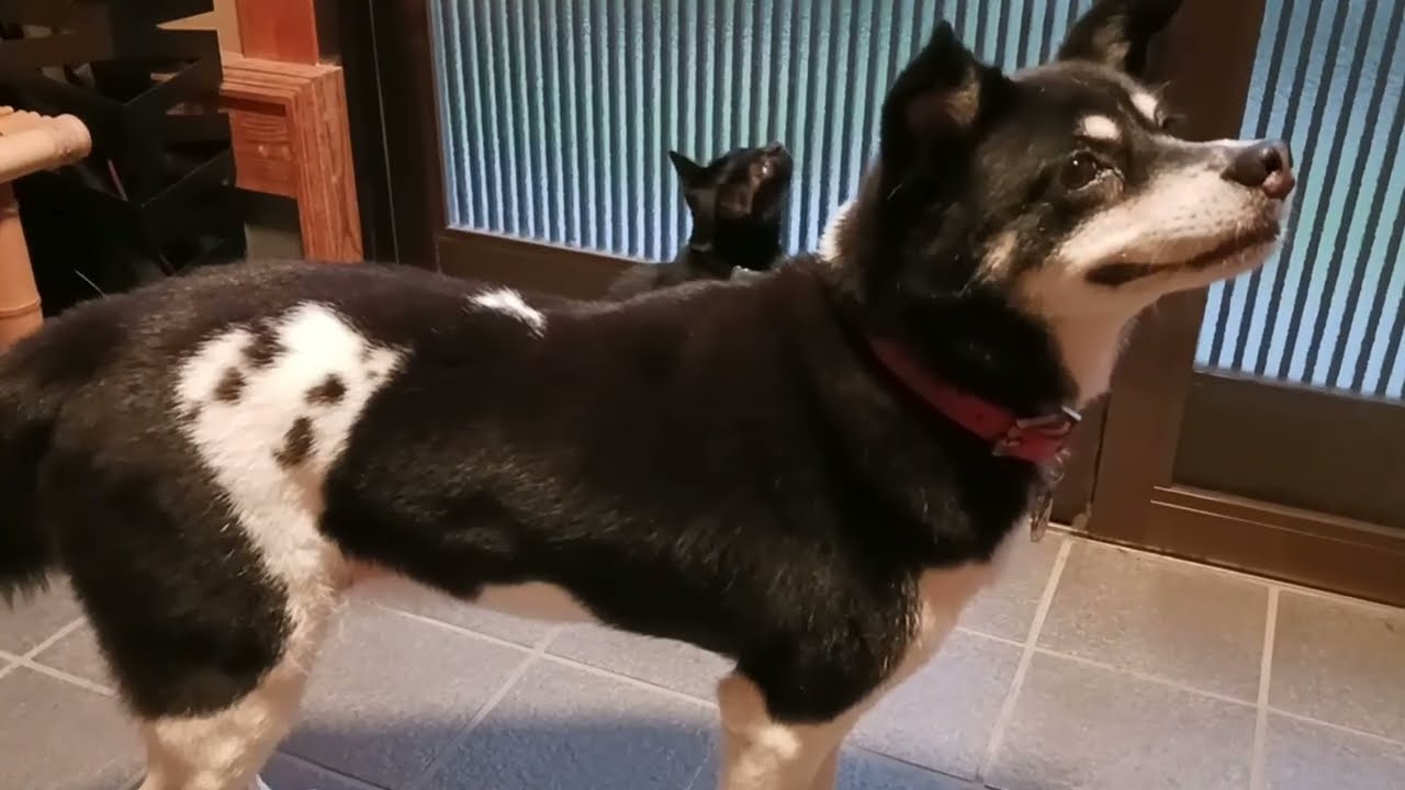 20250904　日々編　散歩に行く犬を邪魔する猫