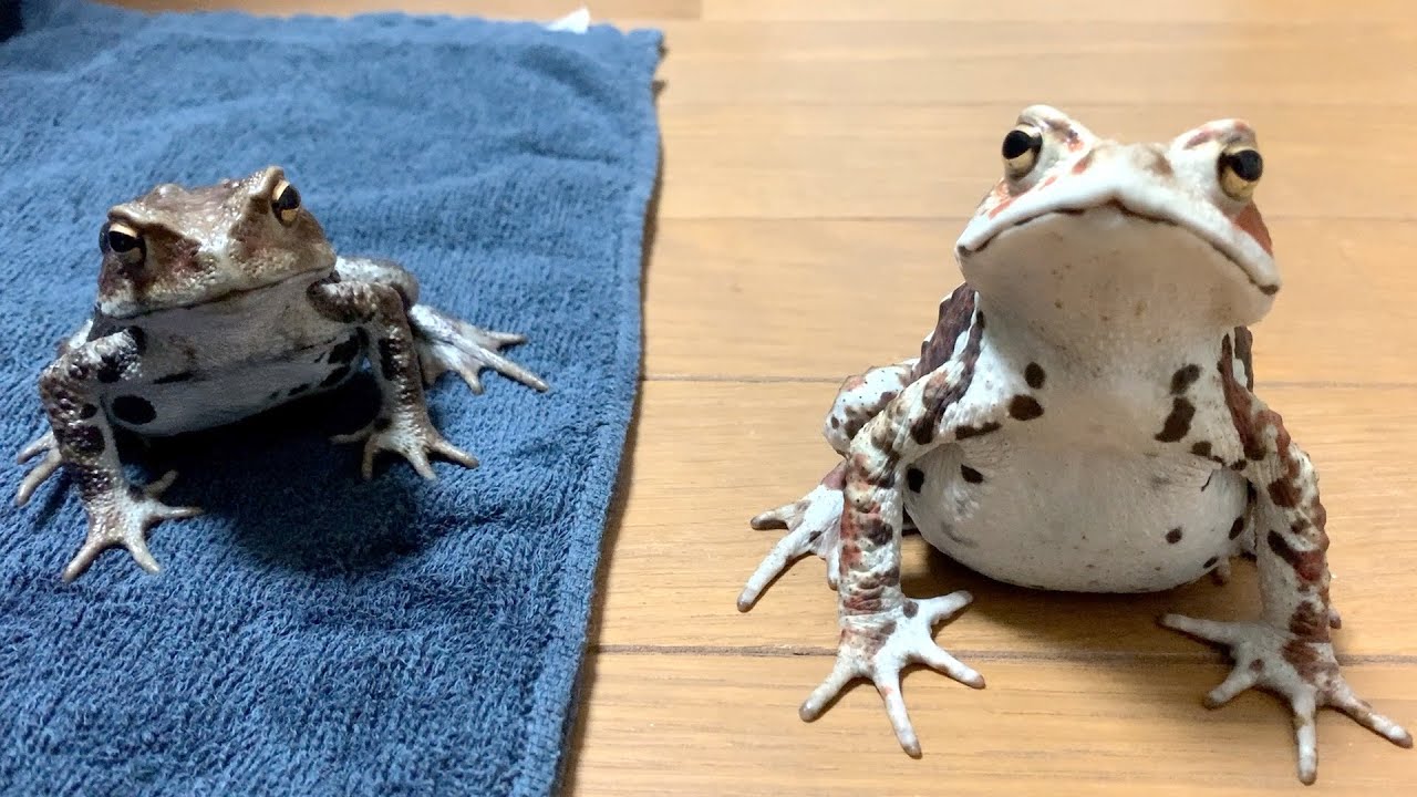飼育してるヒキガエルがすぐ喧嘩するから仲裁したんだけど……。