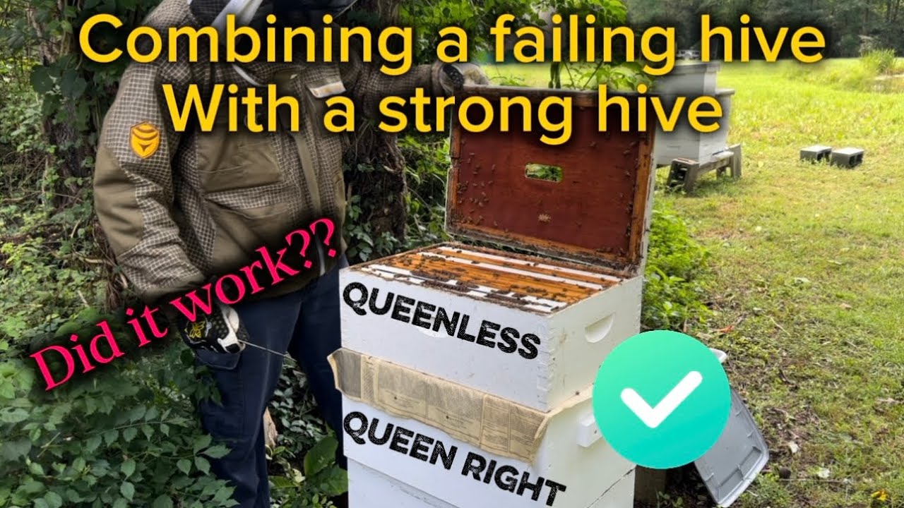 Combining a failing hive with a strong hive / more mite treatments 
