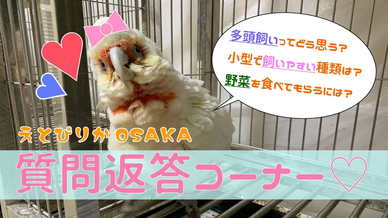 【えとぴりかOSAKA】質問返答コーナー【テンジクバタンと一緒に】