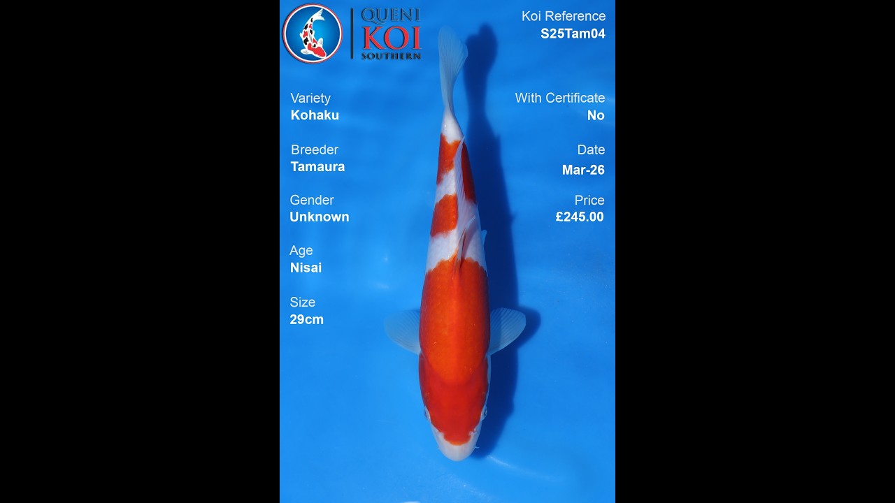Tamaura Kohaku - S25Tam04