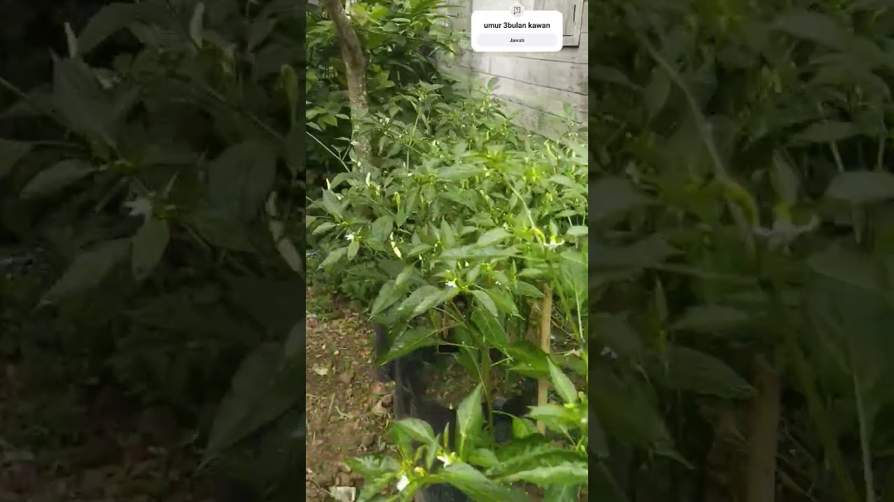 cabai rawit Dewata f1 umur 3bulan #cabai #cabairawit #cabailokal #cabaimahal #viral #viralvideo #fyp