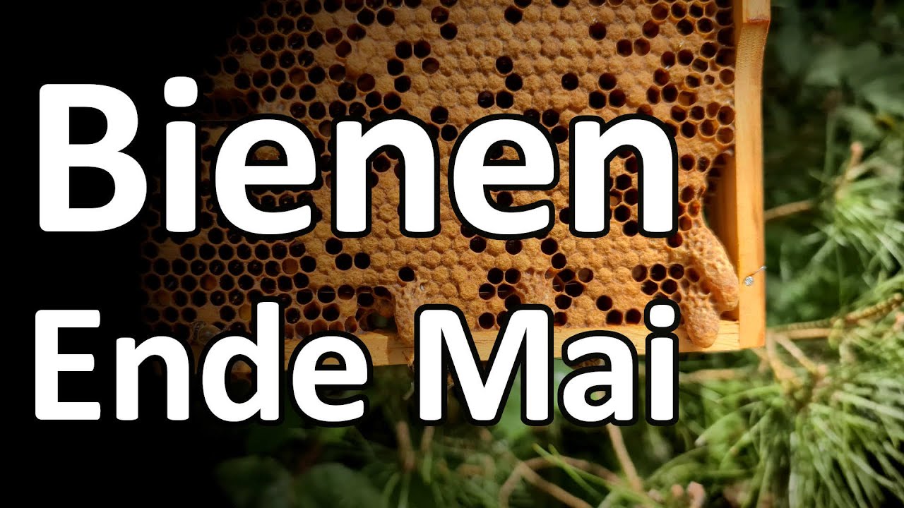 Bienen Ende Mai: Null Schwarmlust - Carnica Ligustica Dunkle Biene und eine Hornisse