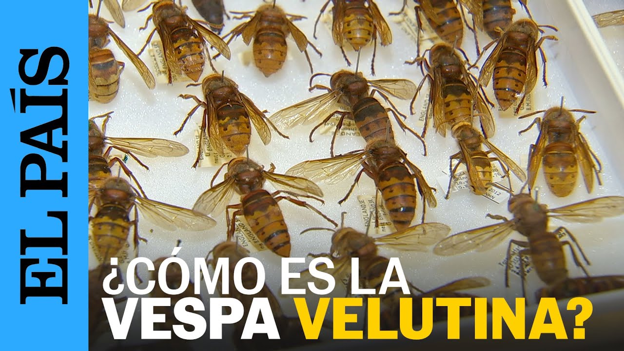 VESPA VELUTINA: ¿Cómo es la avispa asiática que ha matado a tres personas en Galicia? | EL PAÍS
