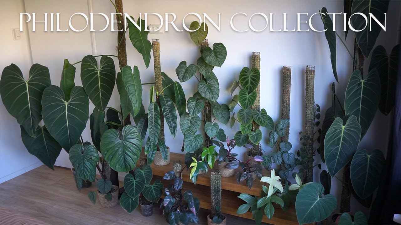 My Philodendron Collection - 23 species | Show & Tell.