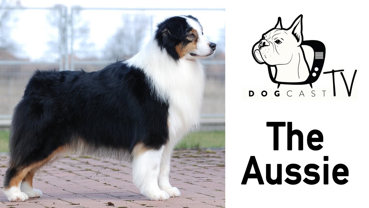 Ausztrál juhászkutya fajta bemutató - DogCast TV S01E09