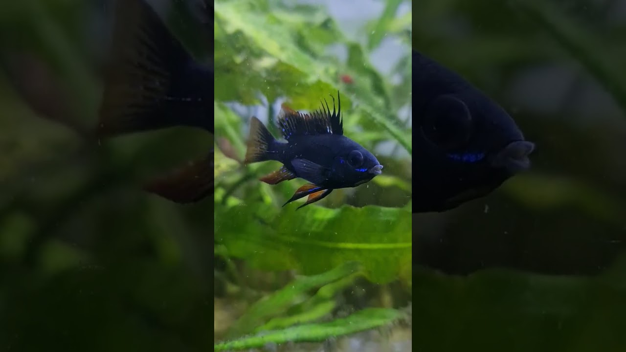 Pure Dark Knight celestial Ramirezi fish.