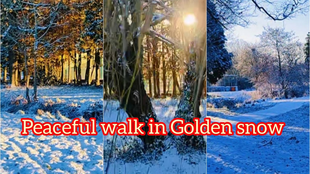 A Golden winter walk ❄️The sun painted the snow gold ,☃️.