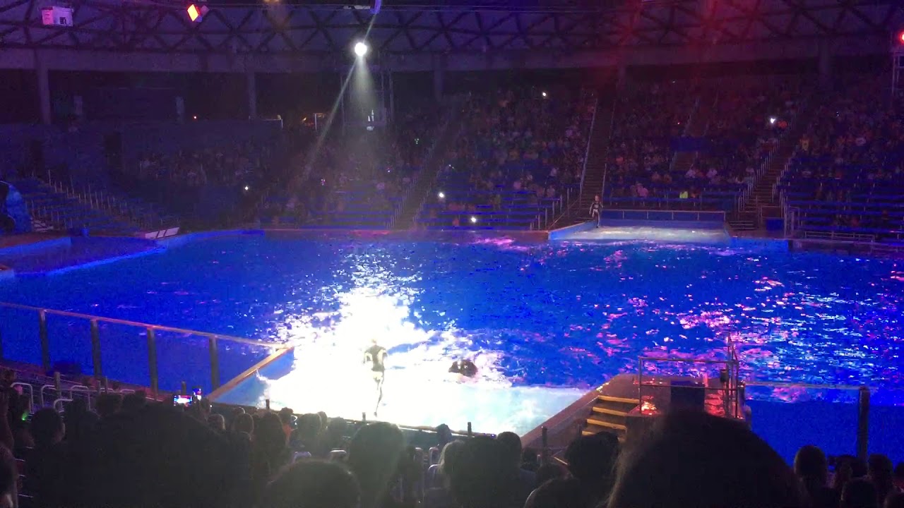 Shamu Rocks - SeaWorld San Antonio 2014