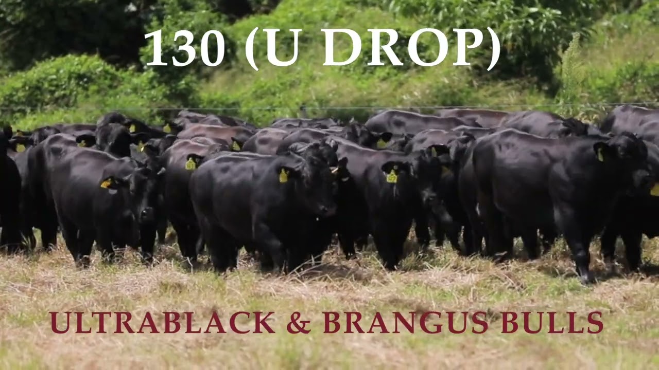 GROUP VIDEO: NINDOOINBAH 2025