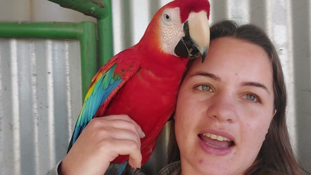 Arara vermelha falando - como &eacute; querido esse menino