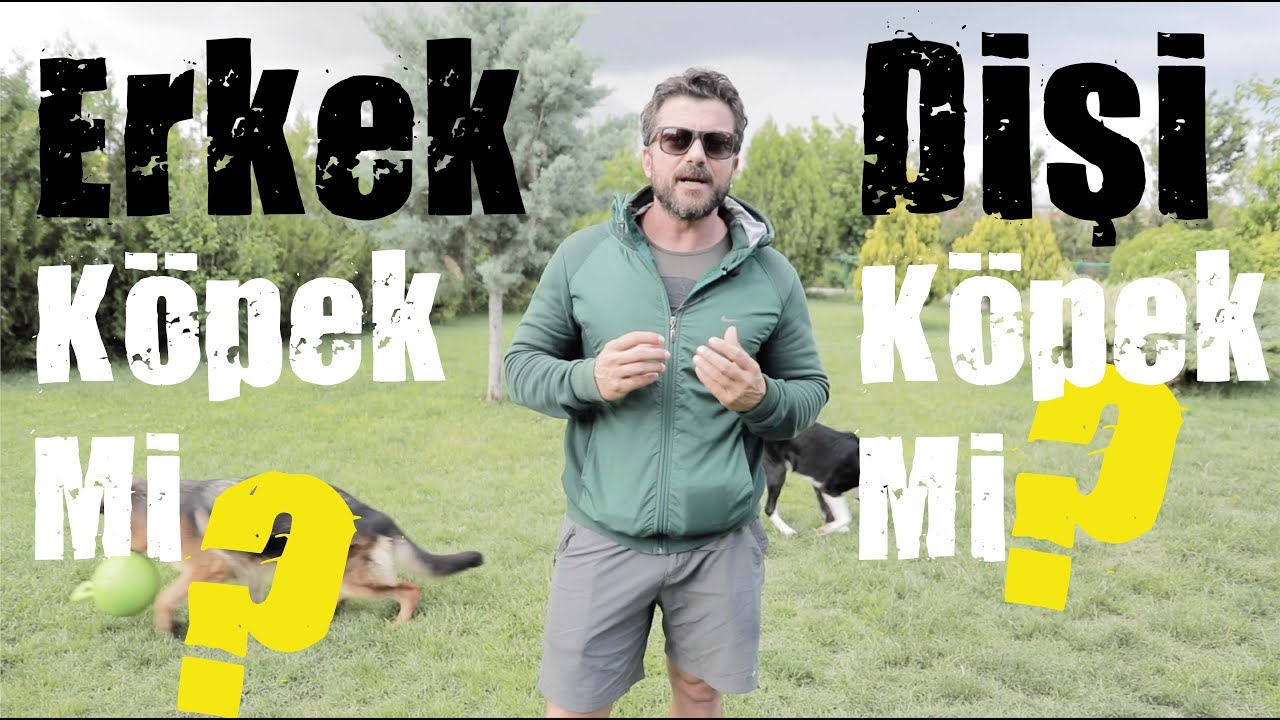 Dişi Köpek Mi - Erkek Köpek Mi