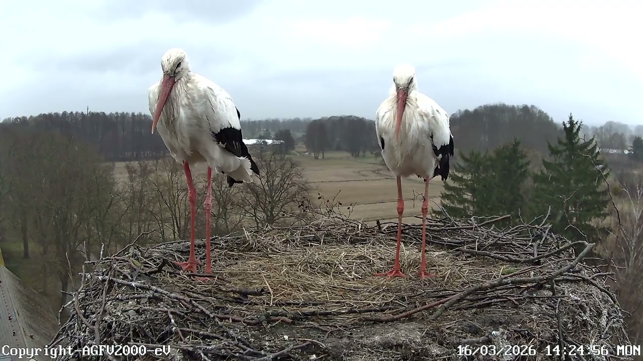 Regen Storchennest Altlandsberg 16.03.2026 (Storchenkamera)