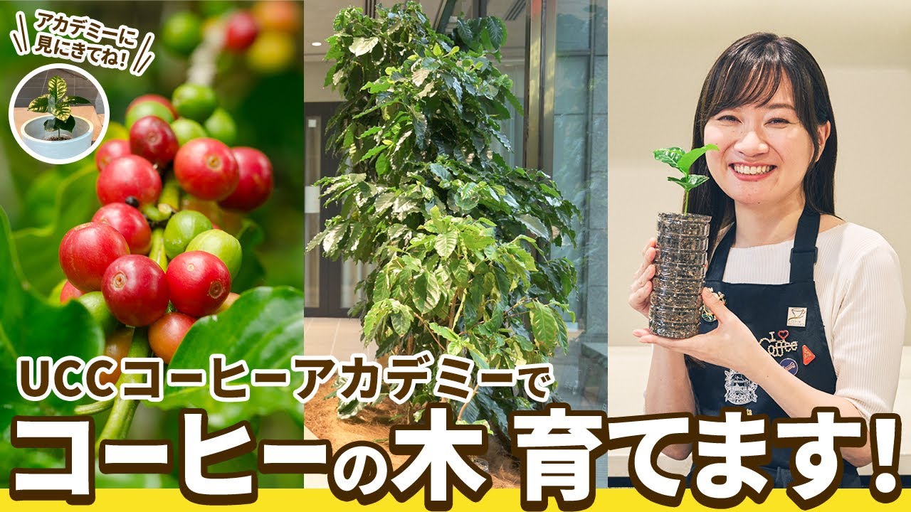 【重⼤発表】UCCコーヒーアカデミーでコーヒーの⽊を育てていきます！【コーヒーの木の育て方・越冬方法・植え替えまで完全解説】