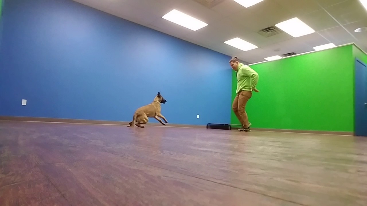 Ellie Belgian Malinois obedience  1 year old female