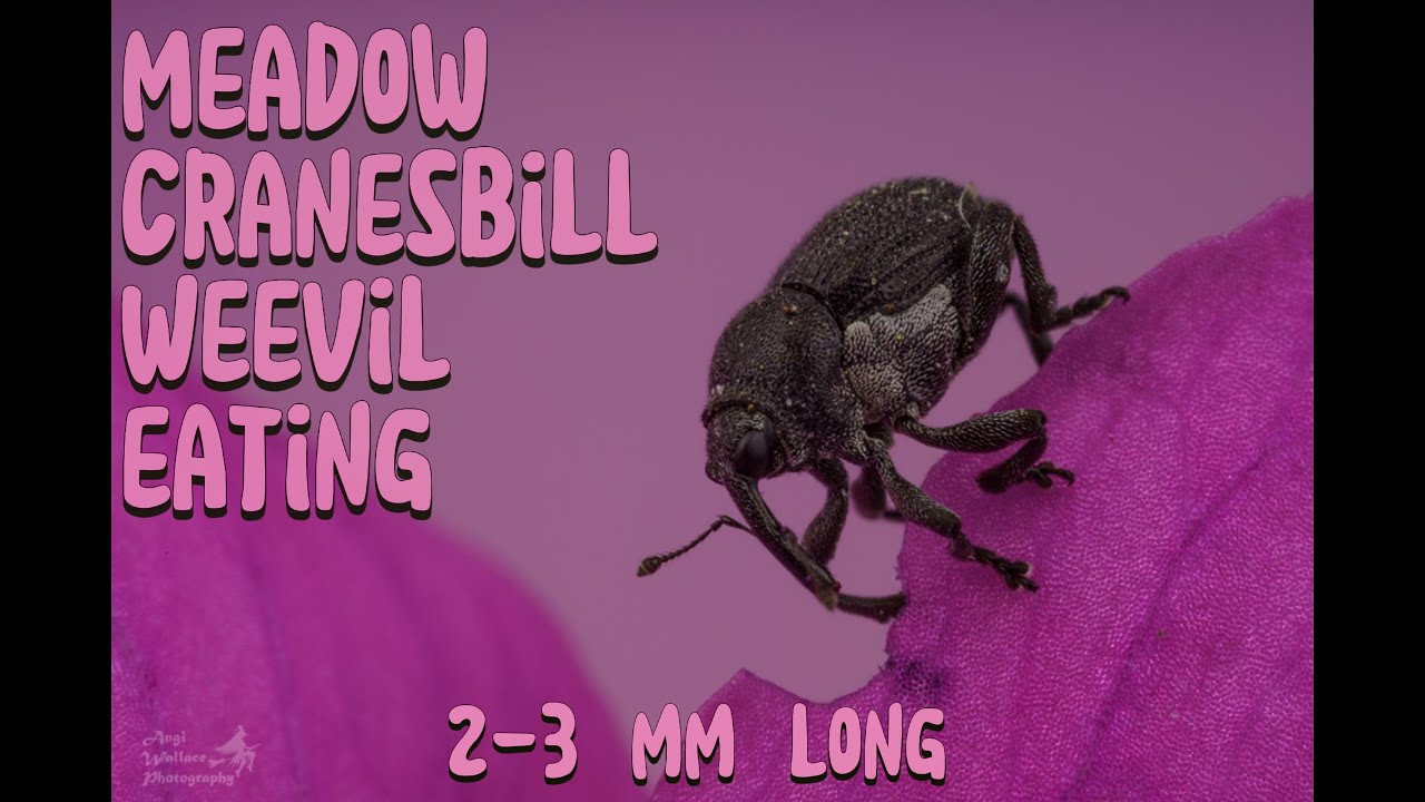 Meadow Cranesbill Weevil eating