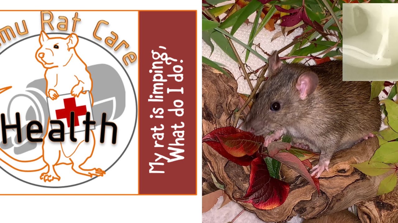 My rat is limping,  what do i do?