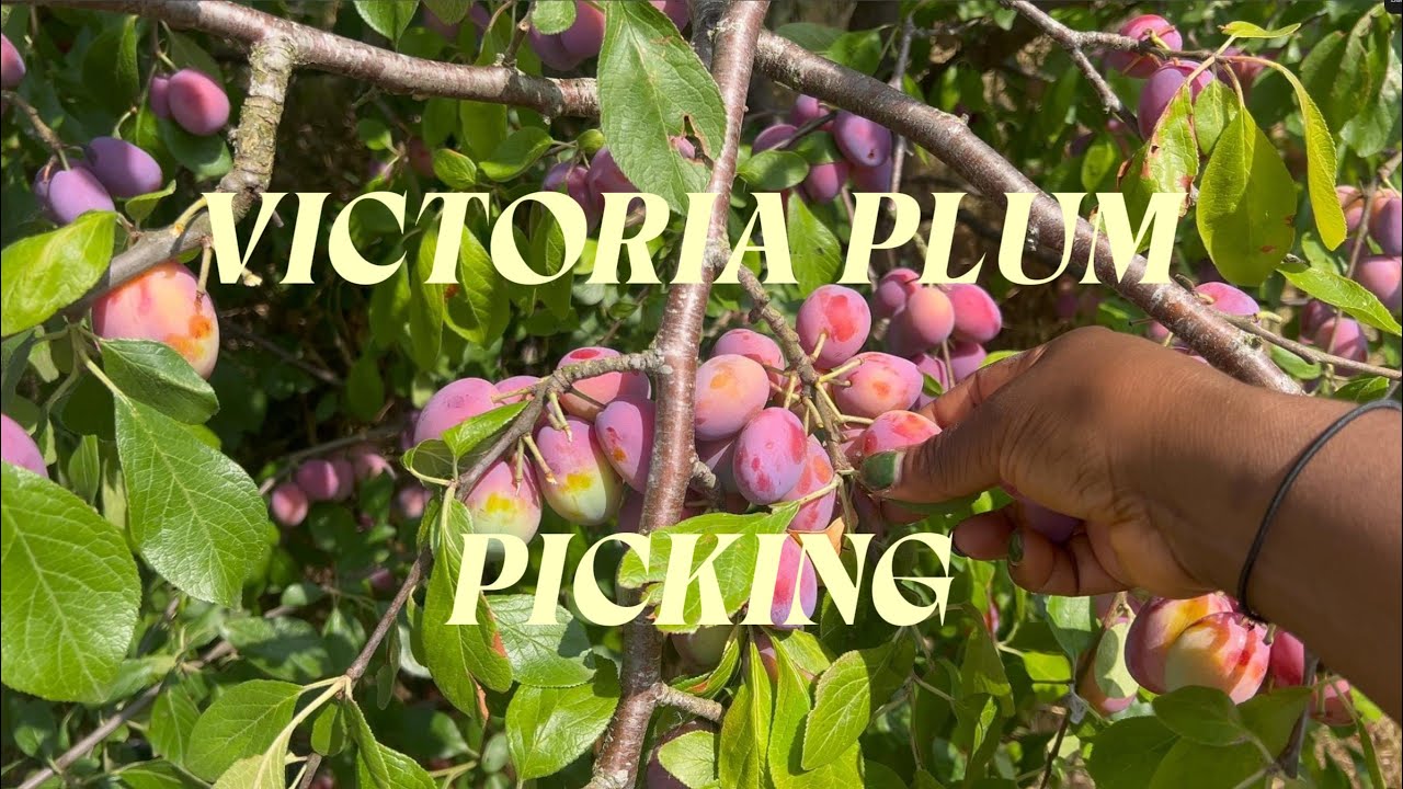 Harvesting Sweet Victoria Plums From Our Garden