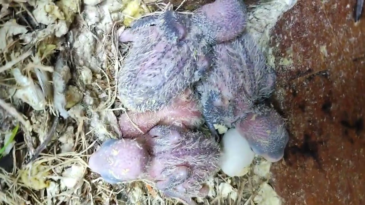 Reproducción de Agapornis Malva y un Pastel.