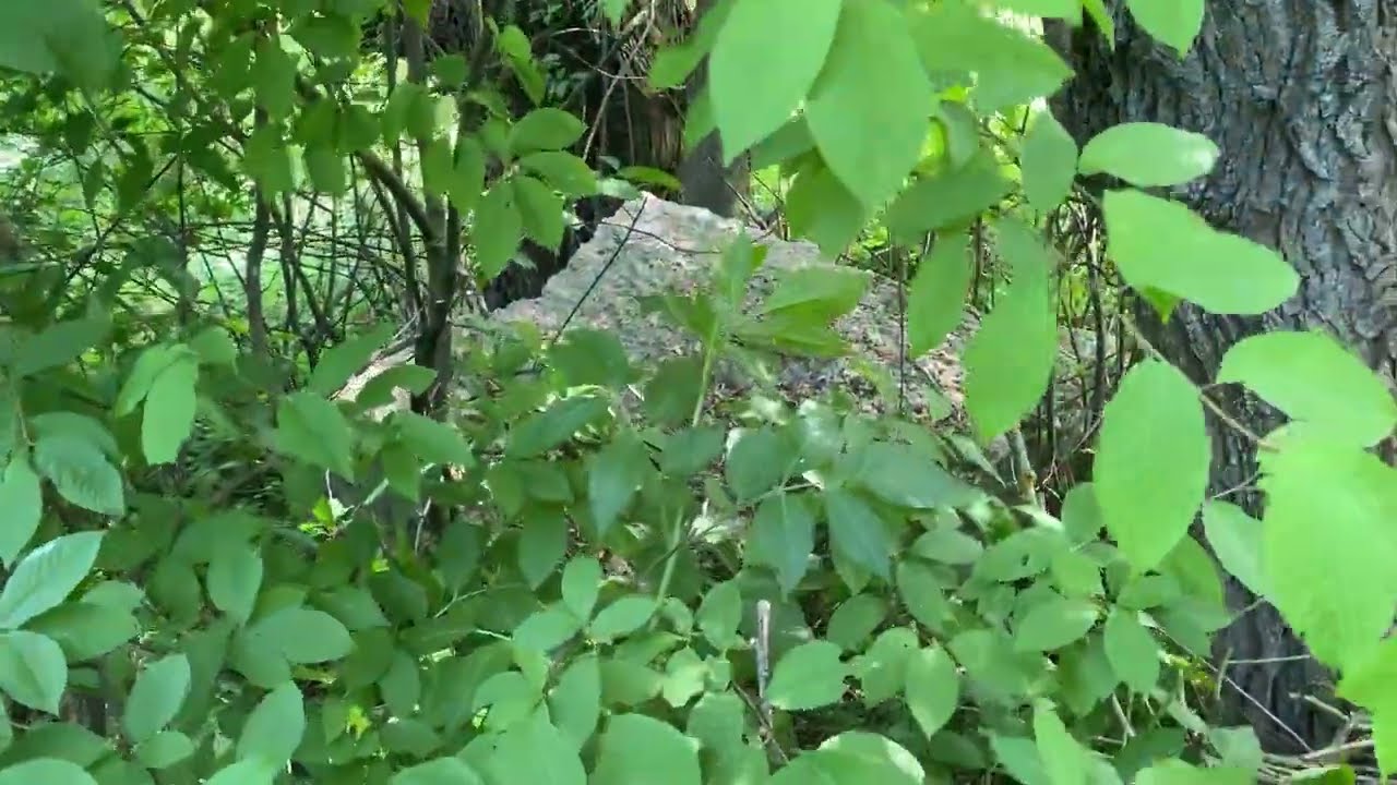 Ну Тут Грибів!! Збираю Гриби прямо посеред річки..23 травня 2024 їх Тут Повно! Гриби 2024